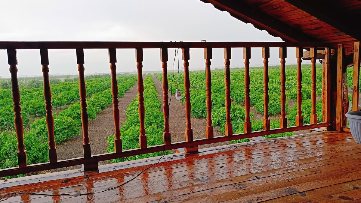 Taş ev balkonundan görünen mandalin bahçesi