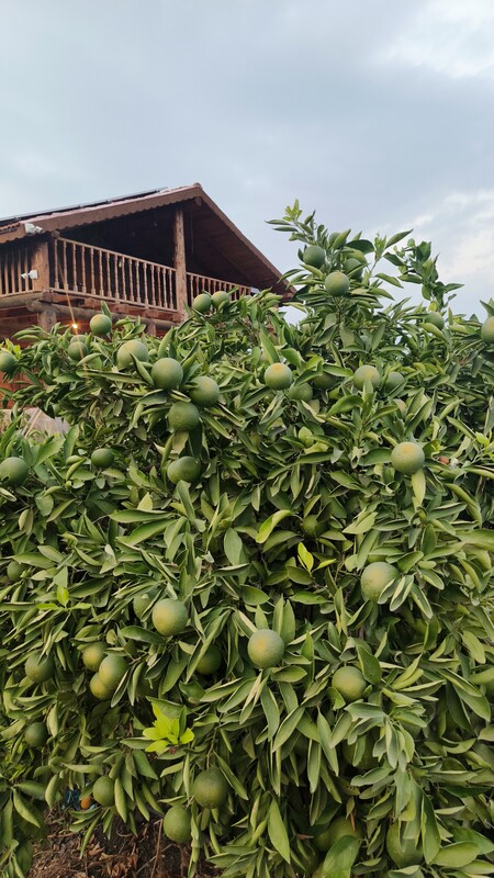 Mandalin ağacının dalları arasından görünen bahçe