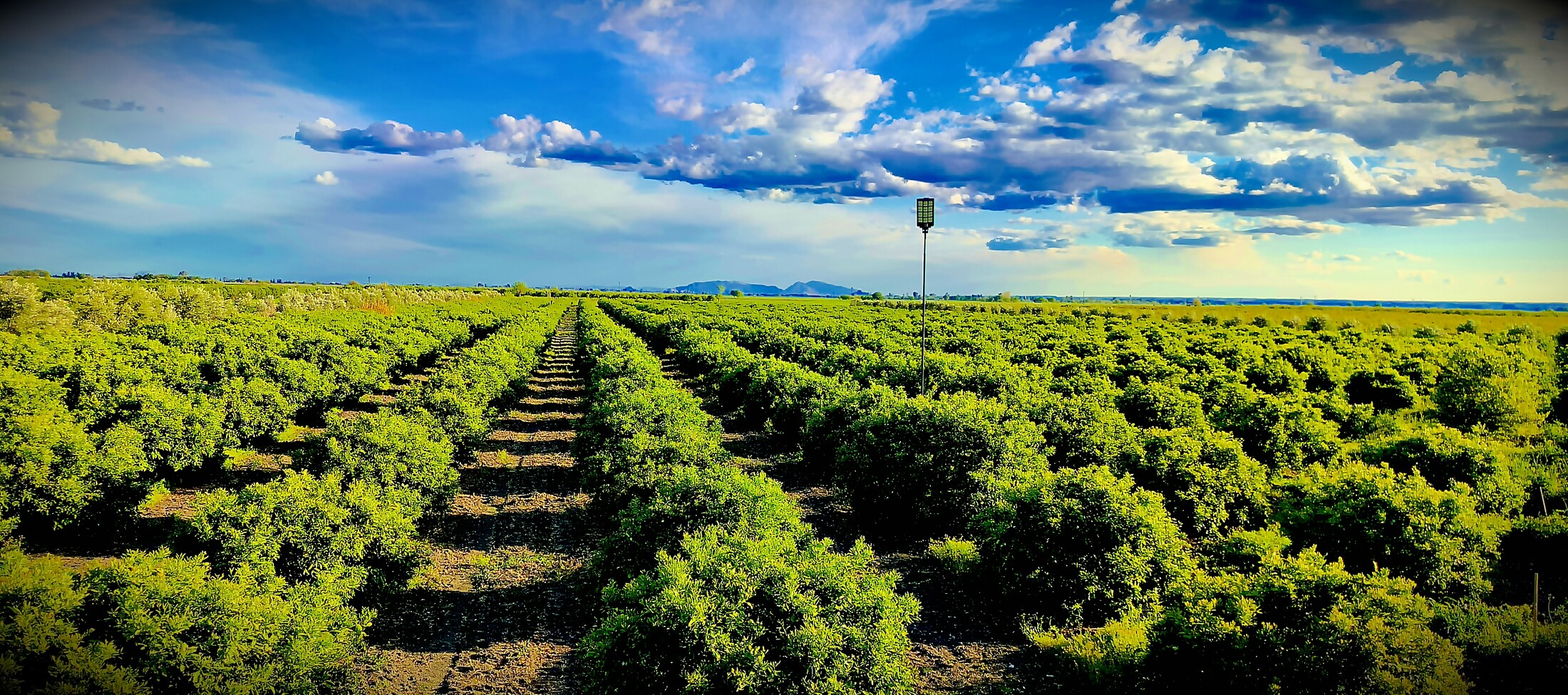 Mandalin bahçesinde uzun sıralar halinde uzanan ağaçlar